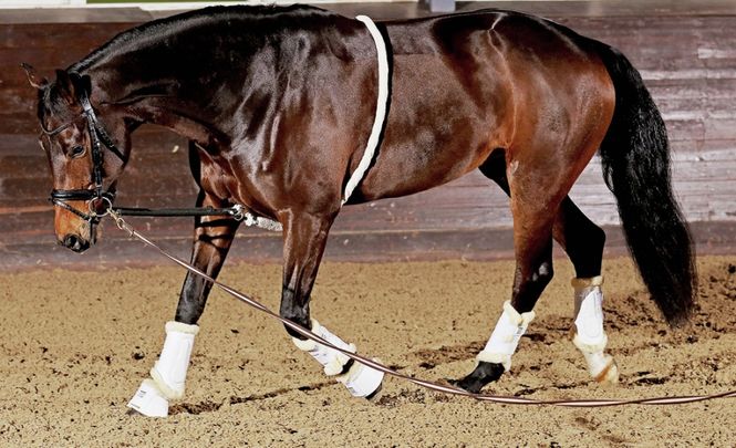 Hovedbilde Soft Longeringshjelp