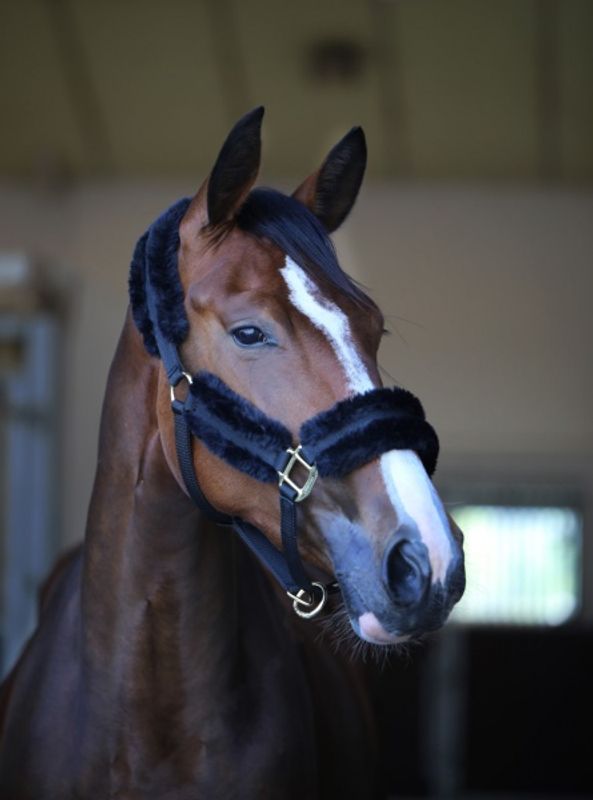 Kentucky Nylon/Saueskinn Grime