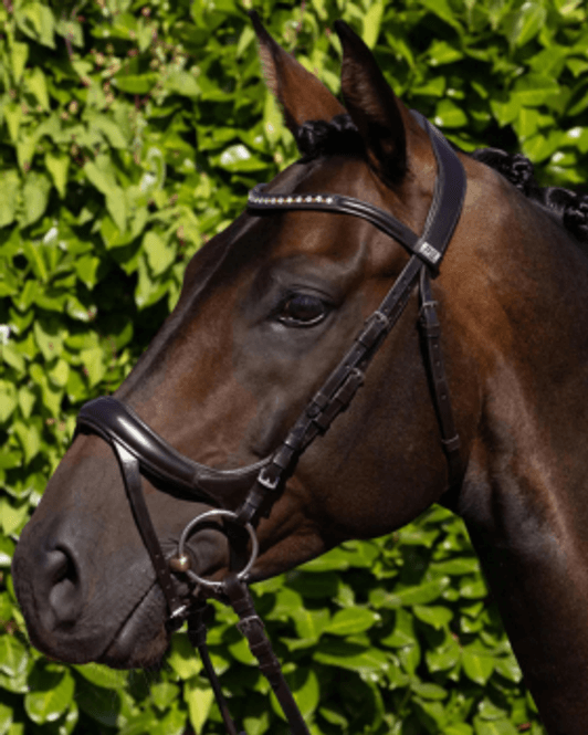 Hovedbilde Premier Equine , Palazzo Anatomisk Hodelag