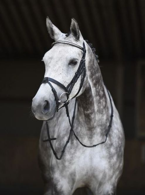 Hovedbilde Heimer Gladstone Hodelag