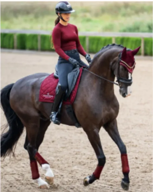 Hovedbilde Equestrian Stockholm, Bordeaux Shabrak